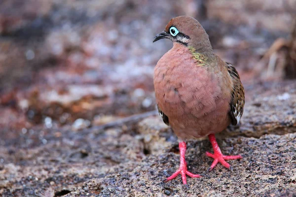 Galapagos Dove on Genovesa Island, Galapagos National Park, Ecua — Stock Photo, Image