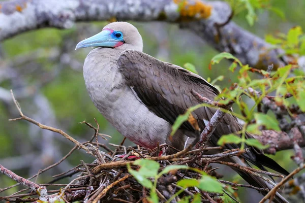 Pie rojo booby (Sula sula) sentado en un nido — Foto de Stock