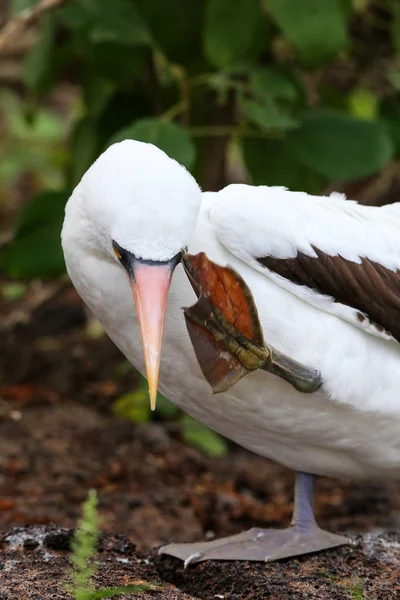 Nazca Booby (Sula granti) picazón — Foto de Stock