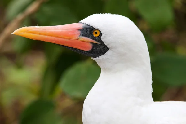 Portrét Nazca Booby (Sula granti) — Stock fotografie