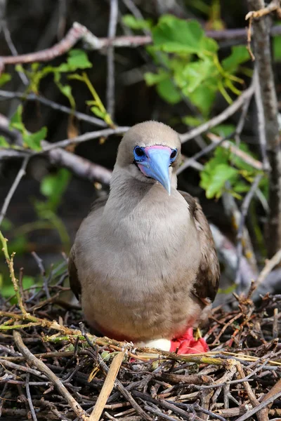 Red-footed booby (Sula sula) sitting on a nest — Stock Photo, Image