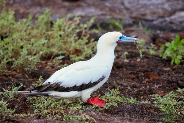 Red-footed Booby (Sula sula) with a stick in its beak — Stock Photo, Image