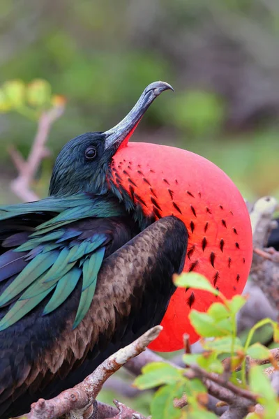 Grande Frigatebird Masculino na Ilha Genovesa, Galápagos National Pa — Fotografia de Stock