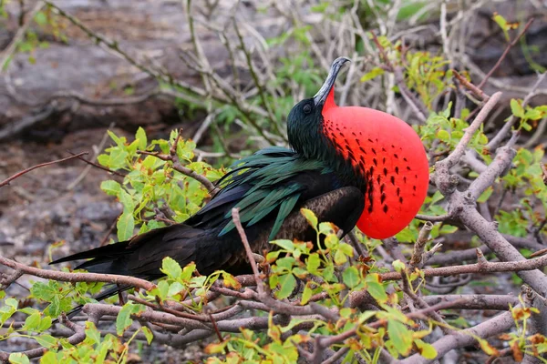 Grande Frigatebird maschio sull'isola di Genovesa, Galapagos National Pa — Foto Stock