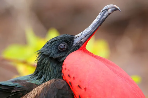 Retrato de macho Great Frigatebird — Foto de Stock