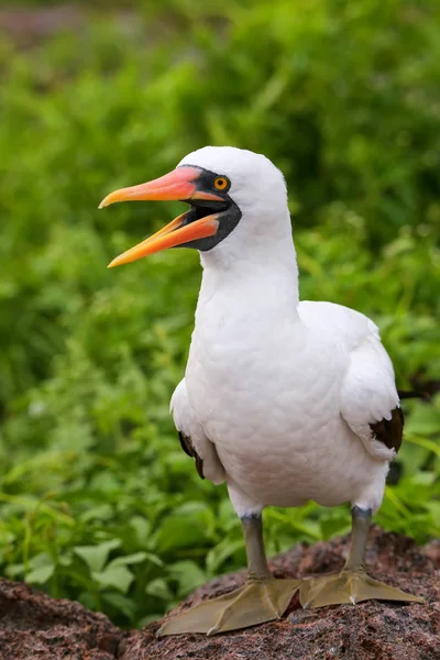 Nazca Booby en Isla Genovesa, Parque Nacional Galápagos, Ecuador — Foto de Stock