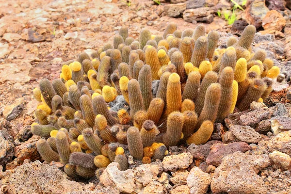 熔岩仙人掌生长在 Genovesa 岛上，加拉帕戈国家公园, — 图库照片
