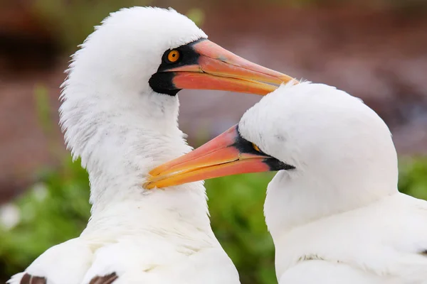 Nazca Peitos (Sula granti) preening uns aos outros — Fotografia de Stock