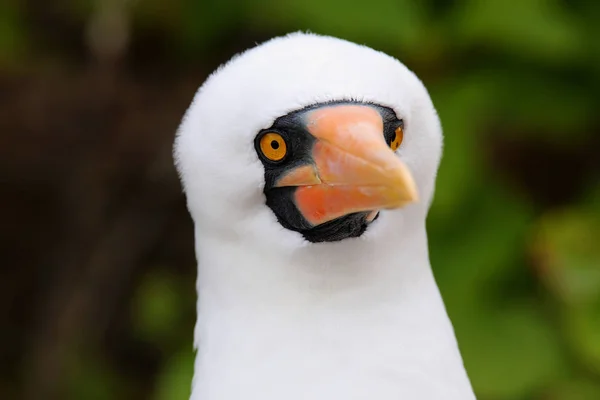 Portrait de Nazca Booby (Sula granti ) — Photo