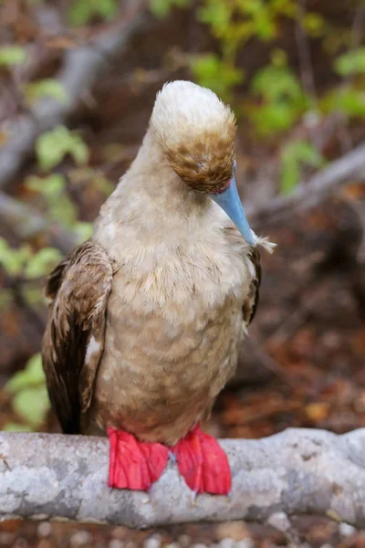 Booby de patas rojas en la isla Genovesa, Parque Nacional Galápagos, Ec — Foto de Stock