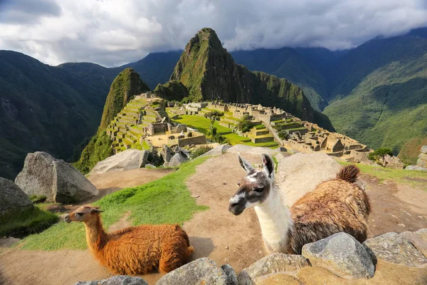 Виходять ламами, стоячи на Мачу-Пікчу в Перу — стокове фото