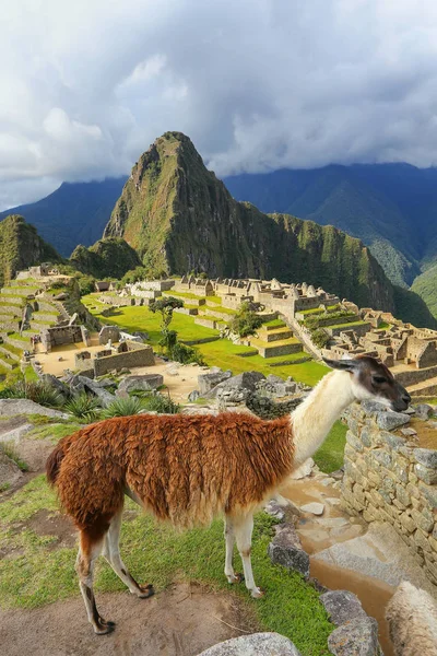 Llama de pie en Machu Picchu pasar por alto en Perú — Foto de Stock