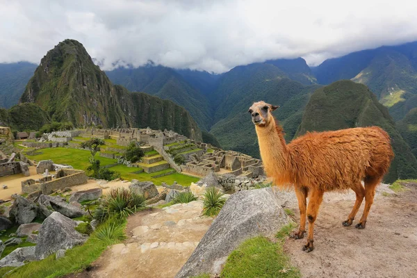 Llama de pie en Machu Picchu pasar por alto en Perú — Foto de Stock