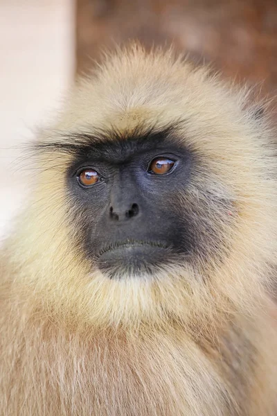 Portrait of gray langur sitting in  Amber Fort near Jaipur, Raja — Stock Photo, Image