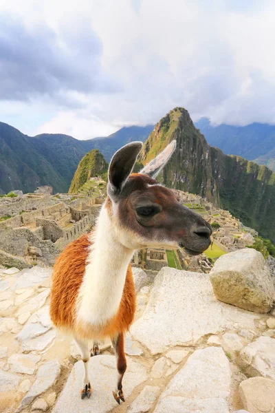 Λάμα στέκεται στο Μάτσου Πίτσου έχουν θέα στο Περού — Φωτογραφία Αρχείου