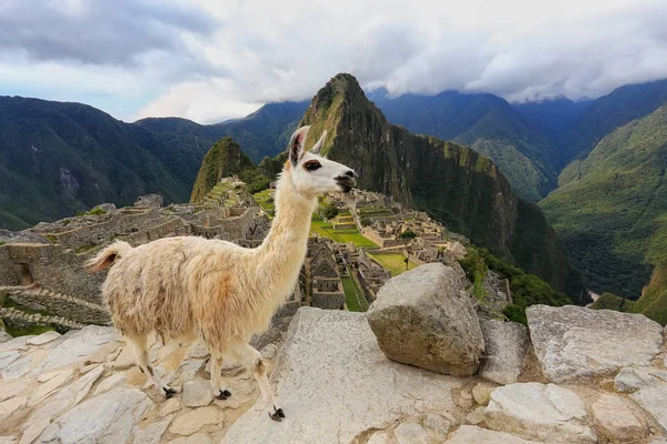 Llama em pé em Machu Picchu com vista para o Peru — Fotografia de Stock