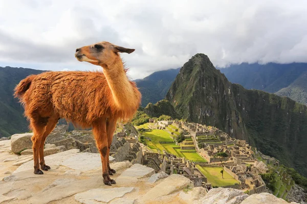 Přehlédnout Lama stojící na Machu Picchu v Peru — Stock fotografie