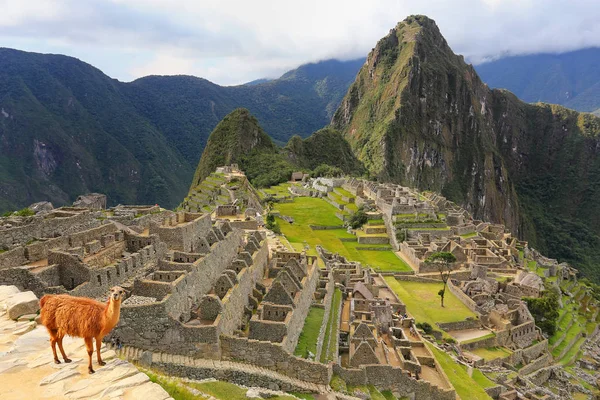 Llama de pie en Machu Picchu pasar por alto en Perú — Foto de Stock