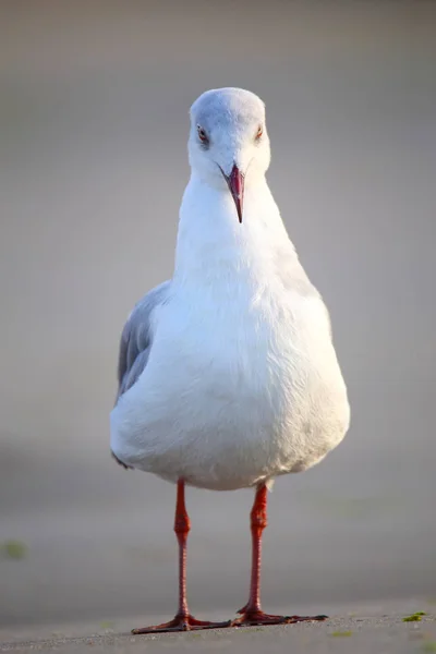 Gaviota de cabeza gris en una playa en la Bahía de Paracas, Perú —  Fotos de Stock