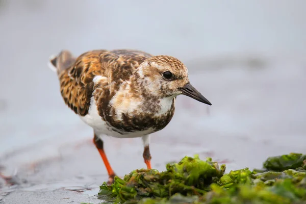 Ruddy Turnstone on the beach of Paracas Bay, Peru — Stock Photo, Image