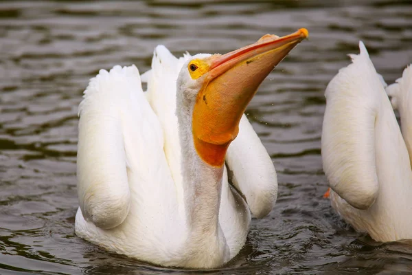 Biały, karmienie Pelikan (Pelecanus erythrorhynchos) — Zdjęcie stockowe