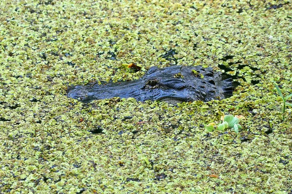 Portret van Alligator drijvend in een moeras — Stockfoto