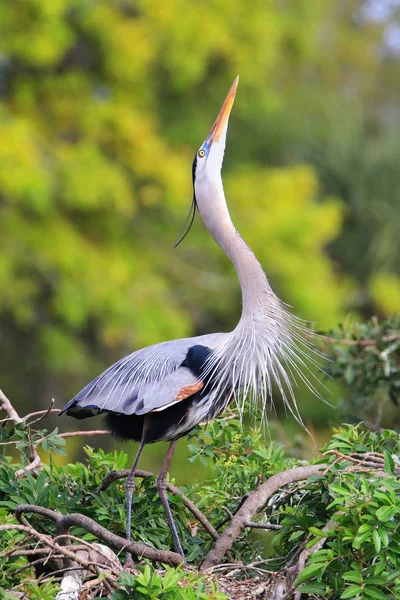 Great Blue Heron in breading display. It is the largest North Am — Stock Photo, Image