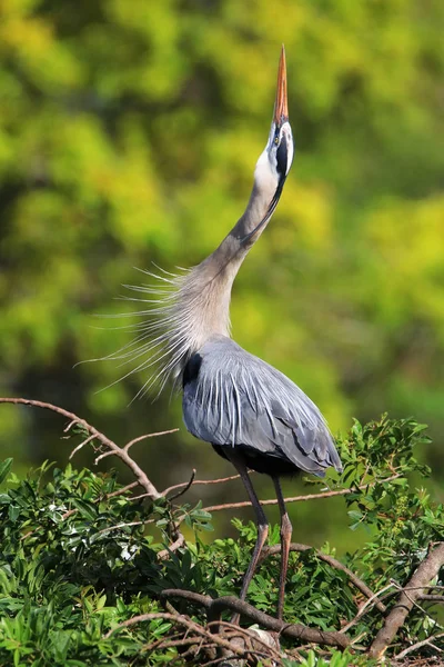 Great Blue Heron em exibição de panificação. É a maior North Am — Fotografia de Stock