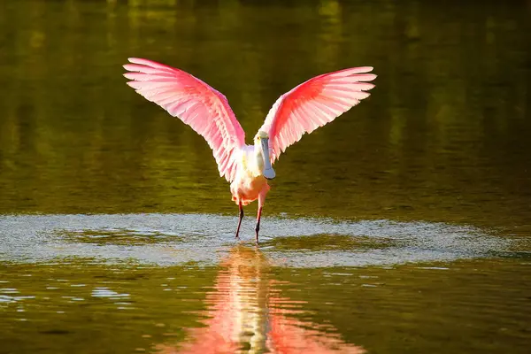 Roseate Spoonbill (platfa ajaja)) — стоковое фото