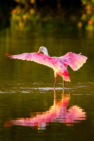 Pembe kaşıkçı (platalea ajaja) — Stok fotoğraf