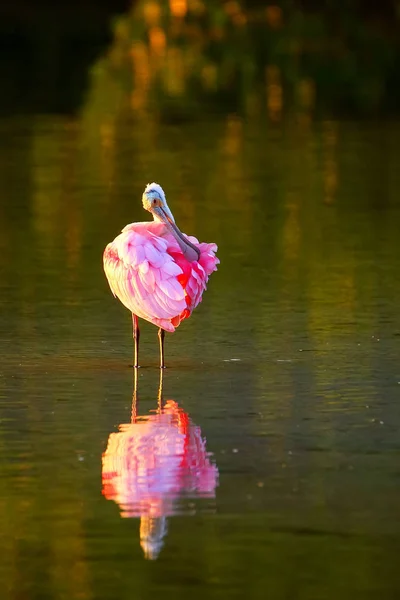 Pembe kaşıkçı (platalea ajaja) — Stok fotoğraf