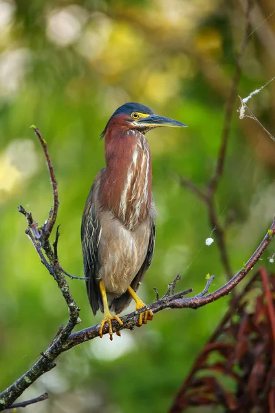 Grünreiher sitzt auf einem Baum — Stockfoto