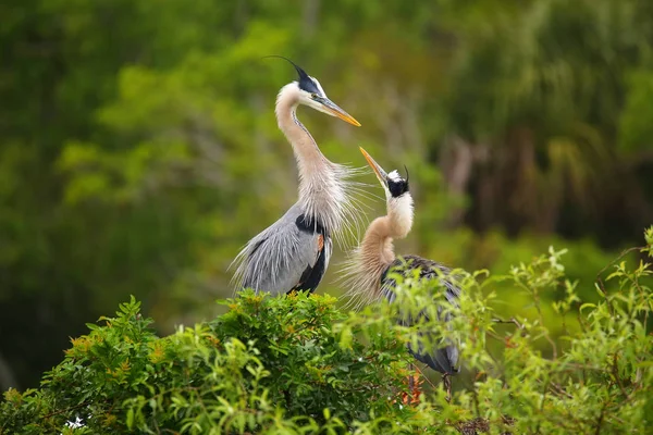 Great Blue Herons standing in the nest. It is the largest North — Stock Photo, Image