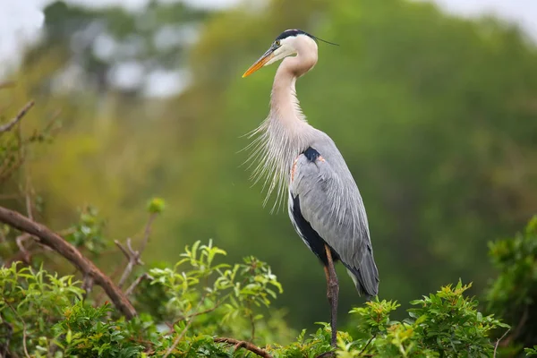 Grande garça azul em pé em um ninho. É o maior Norte Ame — Fotografia de Stock