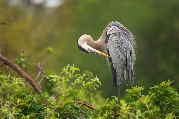 Great Blue Heron preening its feathers. It is the largest North — Stock Photo, Image