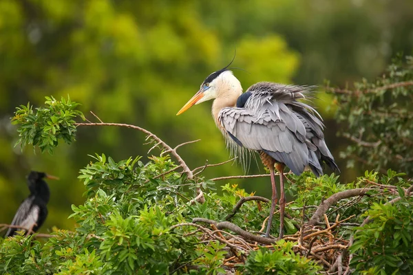 Great Blue Heron standing on a nest. It is the largest North Ame — Stock Photo, Image