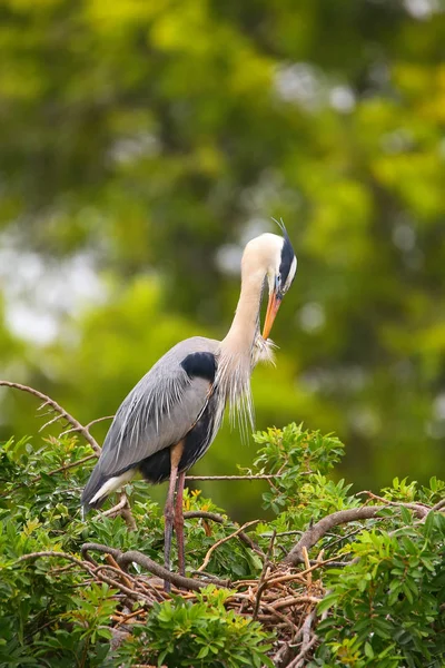 Great Blue Heron preening its feathers. It is the largest North — Stock Photo, Image