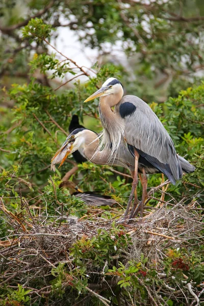 Great Blue Herons in the nest eaing fish. It is the largest Nort — Stock Photo, Image