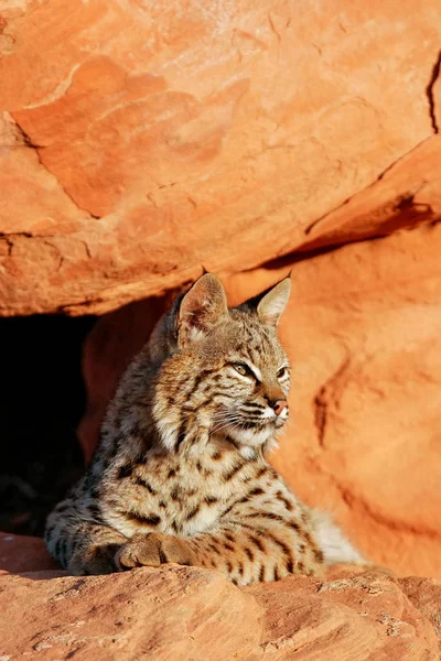 Bobcat lying on red rocks — Stock Photo, Image