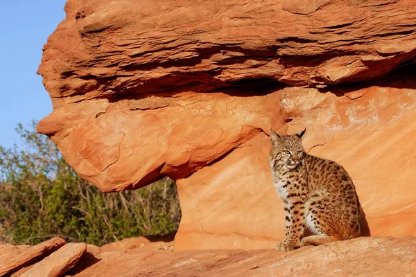 Bobcat siedzi na czerwonych skał — Zdjęcie stockowe