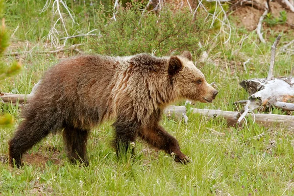 Młody niedźwiedź w Parku Narodowym Yellowstone, Wyoming — Zdjęcie stockowe