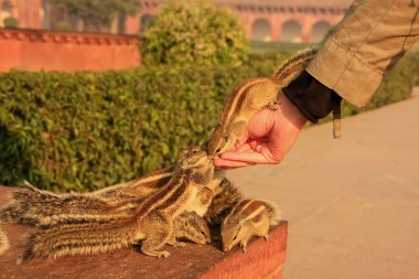 Agra Kalesi, Uttar Prades Hint palm yeni doğan sincaplara besleme turizm