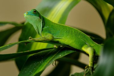 Kadın Fiji şeritli iguana (Brachylophus fasciatus) Viti Levu üzerinde 