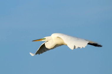Uçan Akbalıkçıl (Ardea alba)