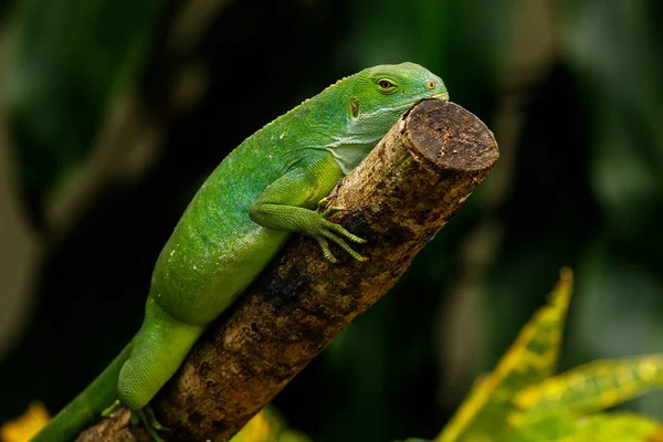 Iguana de Fiji (Brachylophus fasciatus) en Viti Levu —  Fotos de Stock