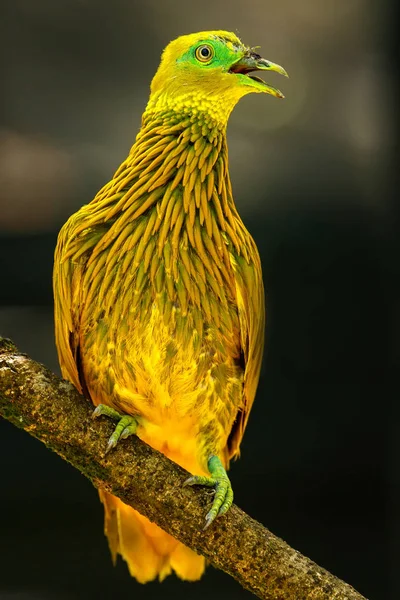 ビチレブ島、フィジー、木の上に座っている黄金の鳩 — ストック写真