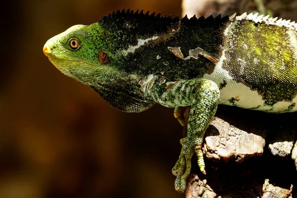 Fidżi iguana czubata (Brachylophus vitiensis), na wyspie Viti Levu Isla — Zdjęcie stockowe