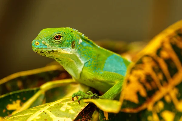 Fiji-Leguan (brachylophus fasciatus) auf viti levu — Stockfoto