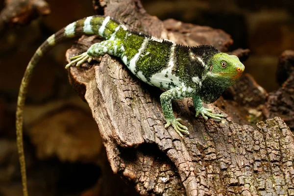 피지어 볏된이 구 아나 (Brachylophus vitiensis) Viti Levu이 슬 라에 — 스톡 사진