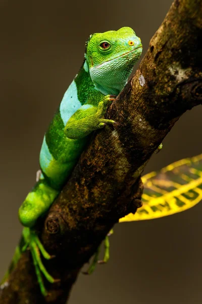 Masculino Fiji listrado iguana (Brachylophus fasciatus) em Viti Levu é — Fotografia de Stock